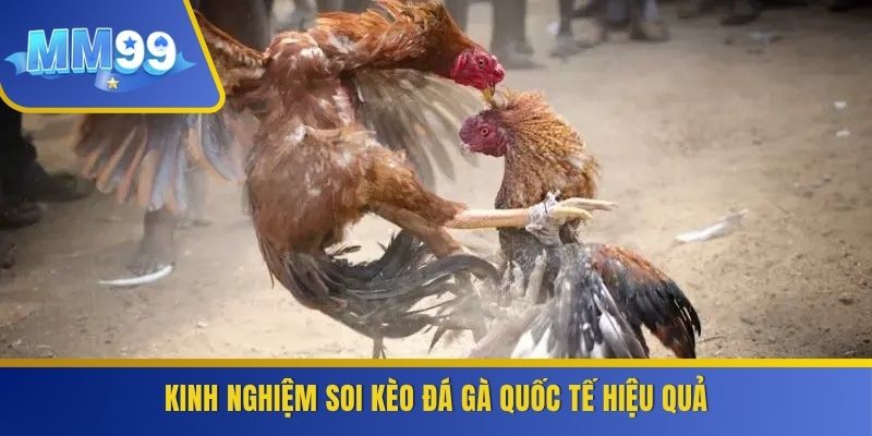 Kinh nghiệm soi kèo đá gà quốc tế hiệu quả